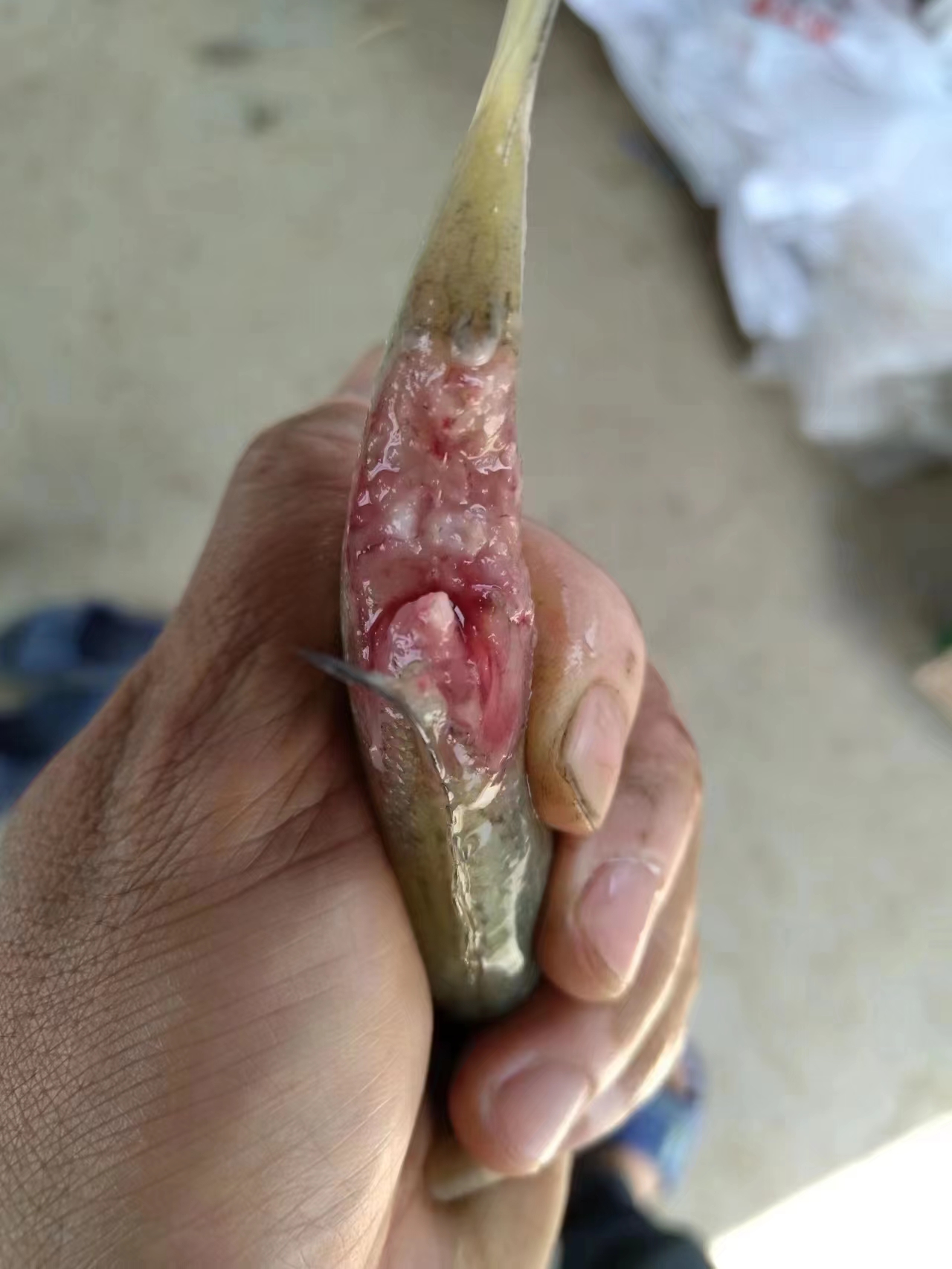 水產(chǎn)養(yǎng)殖納米銀抗菌水溶液實(shí)用反饋，效果明顯！
