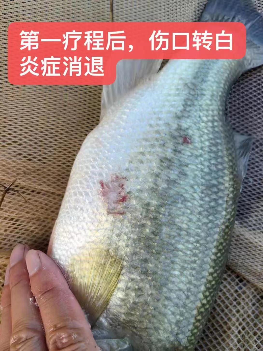 水產(chǎn)養(yǎng)殖納米銀抗菌水溶液實(shí)用反饋，效果明顯！